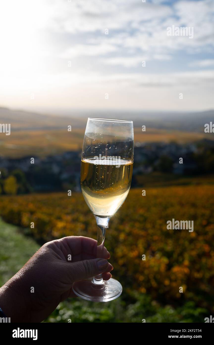 Dégustation de vins blancs mousseux de qualité cru avec bulles de ...