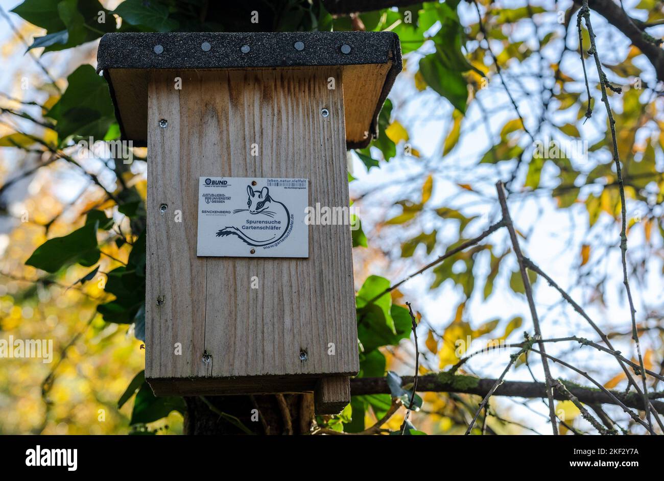 Bodenheim, Allemagne. 13th novembre 2022. Au bord d'une prairie à fleurs, le groupe de conservation de la nature de Bodenheim a mis en place une boîte de nidification pour les dorsouris de jardin. Le rongeur, qui appartient à la famille des dormuses, est considéré comme étant en danger critique. (À dpa: 'Souris avec masque Zorro - l'extinction des espèces crainte à notre porte') Credit: Peter Zschunke/dpa/Alay Live News Banque D'Images