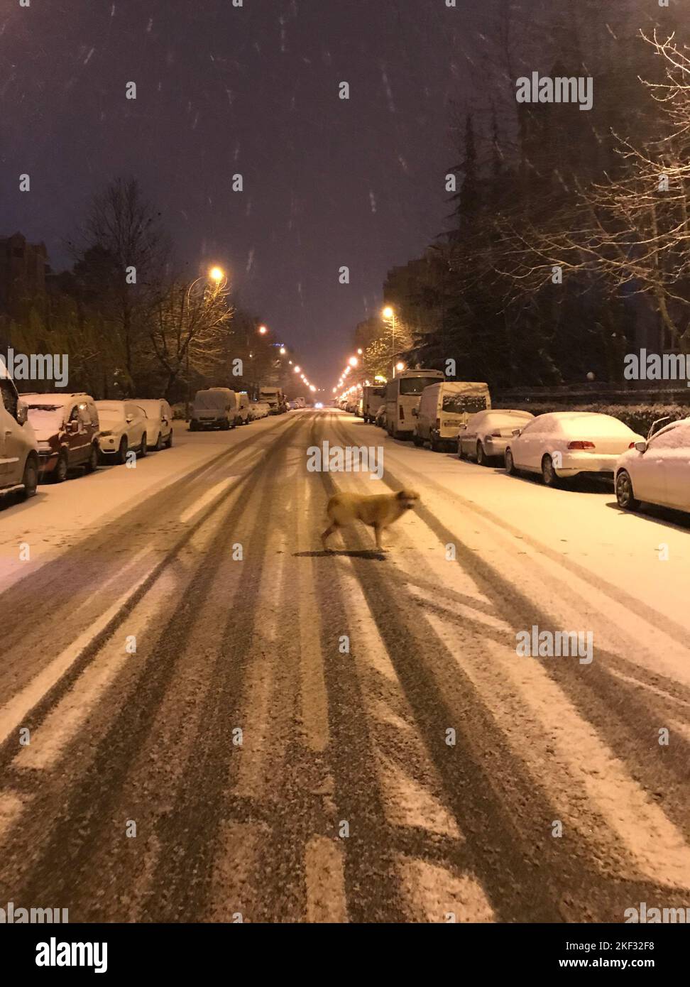 Chien de Strray dans une rue glacée à une nuit enneigée à Istanbul, Turquie. Banque D'Images