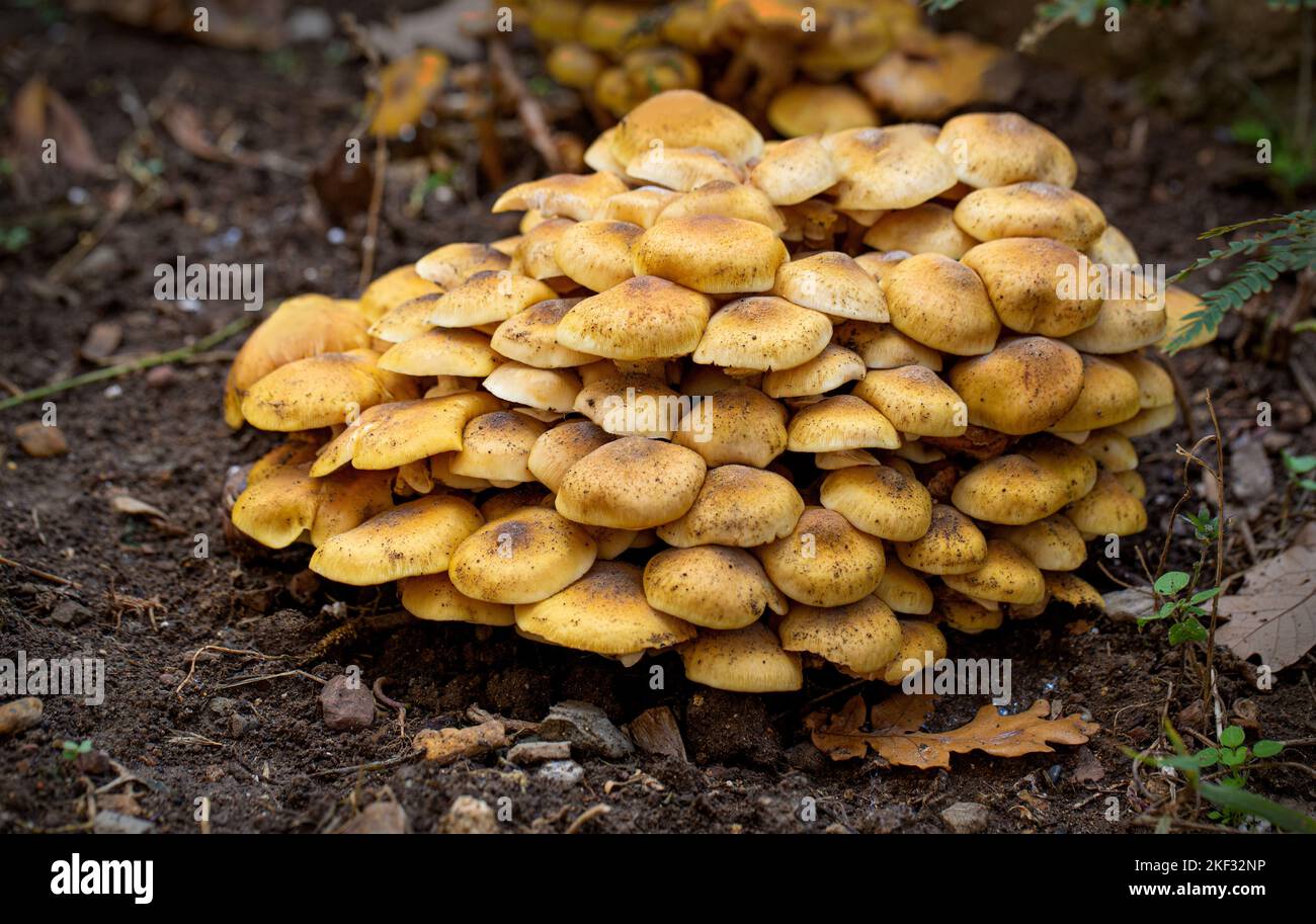 Gros plan d'un groupe de champignons agariques au miel en croissance sur fond flou Banque D'Images