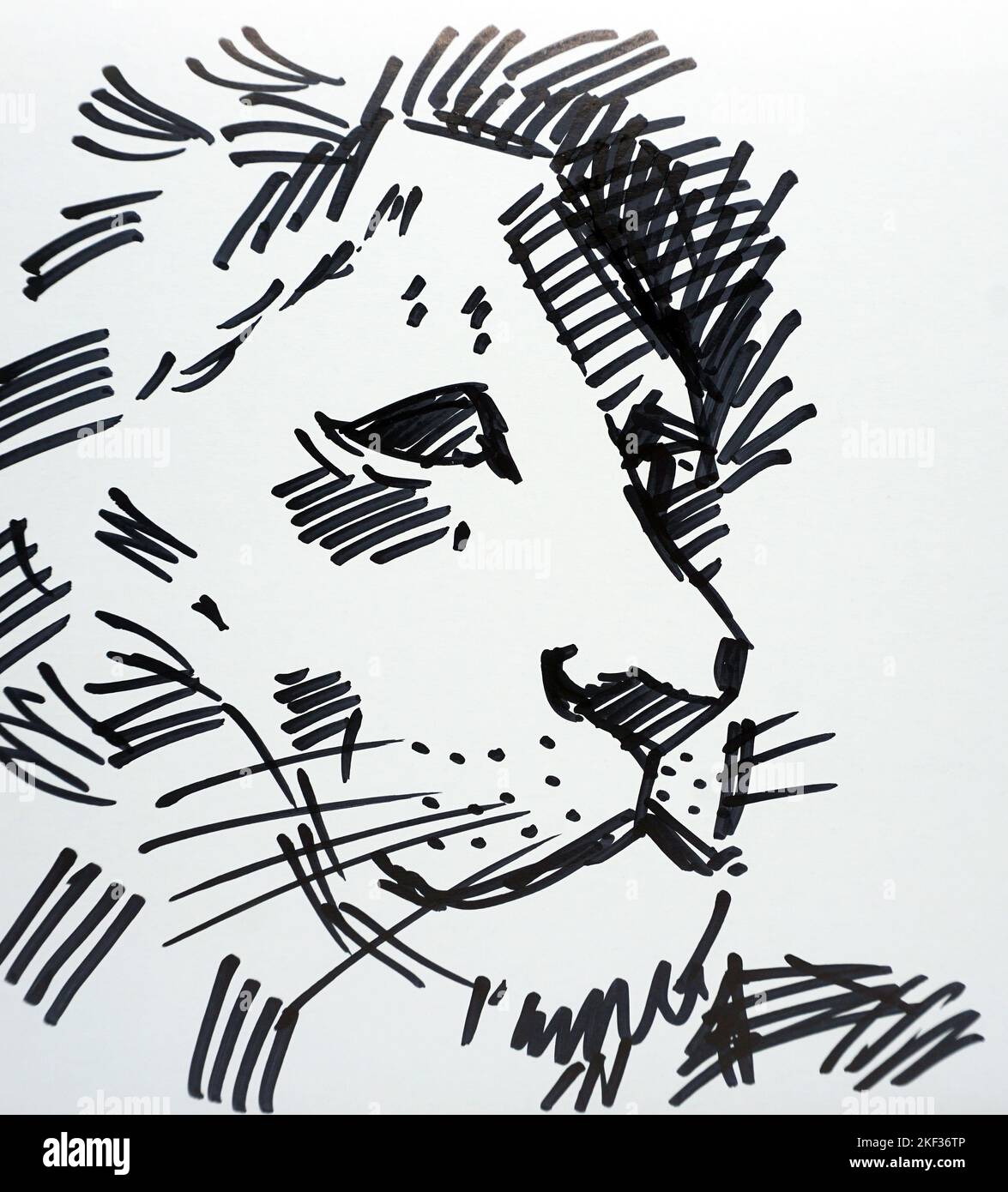 Contour graphique abstrait copic marqueur lion Banque D'Images