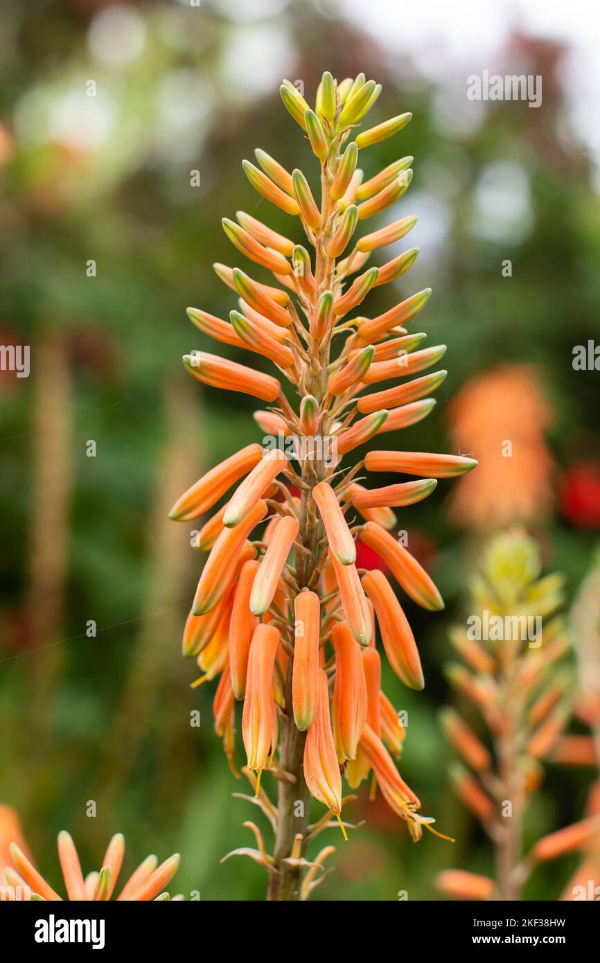 Gros plan de fleurs d'orange d'une plante d'Aloe vera Banque D'Images