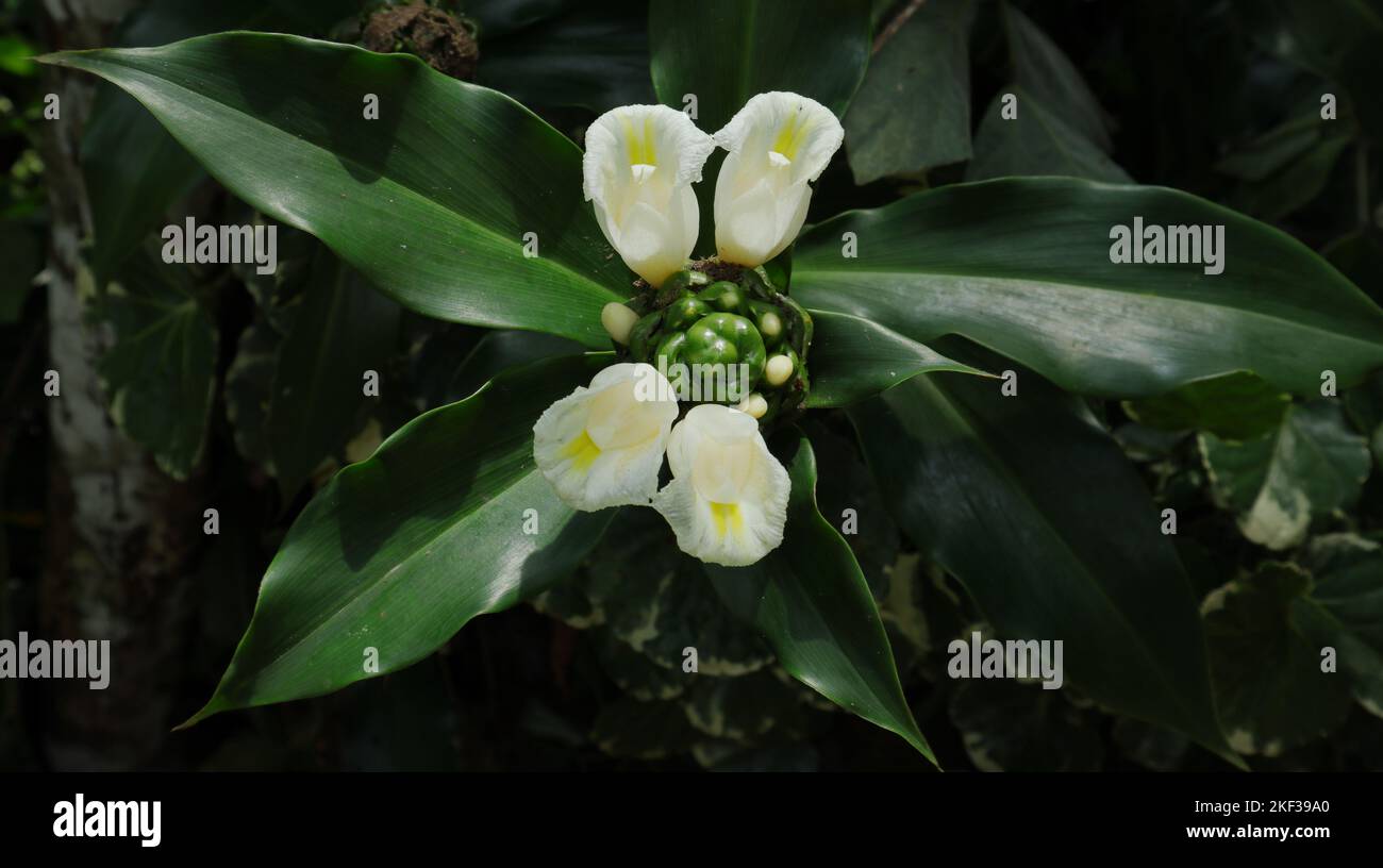 Gros plan de quatre fleurs blanches et inflorescence d'une plante de Canereed ou d'une variété similaire, également au Sri Lanka cette plante appelée plante de Thebu Banque D'Images