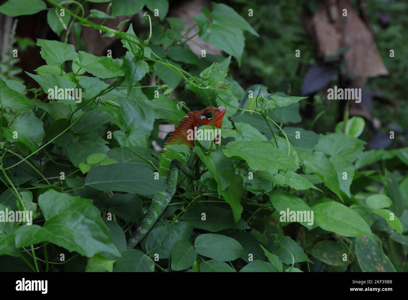 Un lézard forestier vert commun mâle (Calotes Calotes) à tête et gorge rouge vif tente de cacher sa tête tout en étant assis sur un buisson sauvage Banque D'Images Un lézard forestier vert commun mâle (Calotes Calotes) à tête et gorge rouge vif tente de cacher sa tête tout en étant assis sur un buisson sauvage Banque D'Images