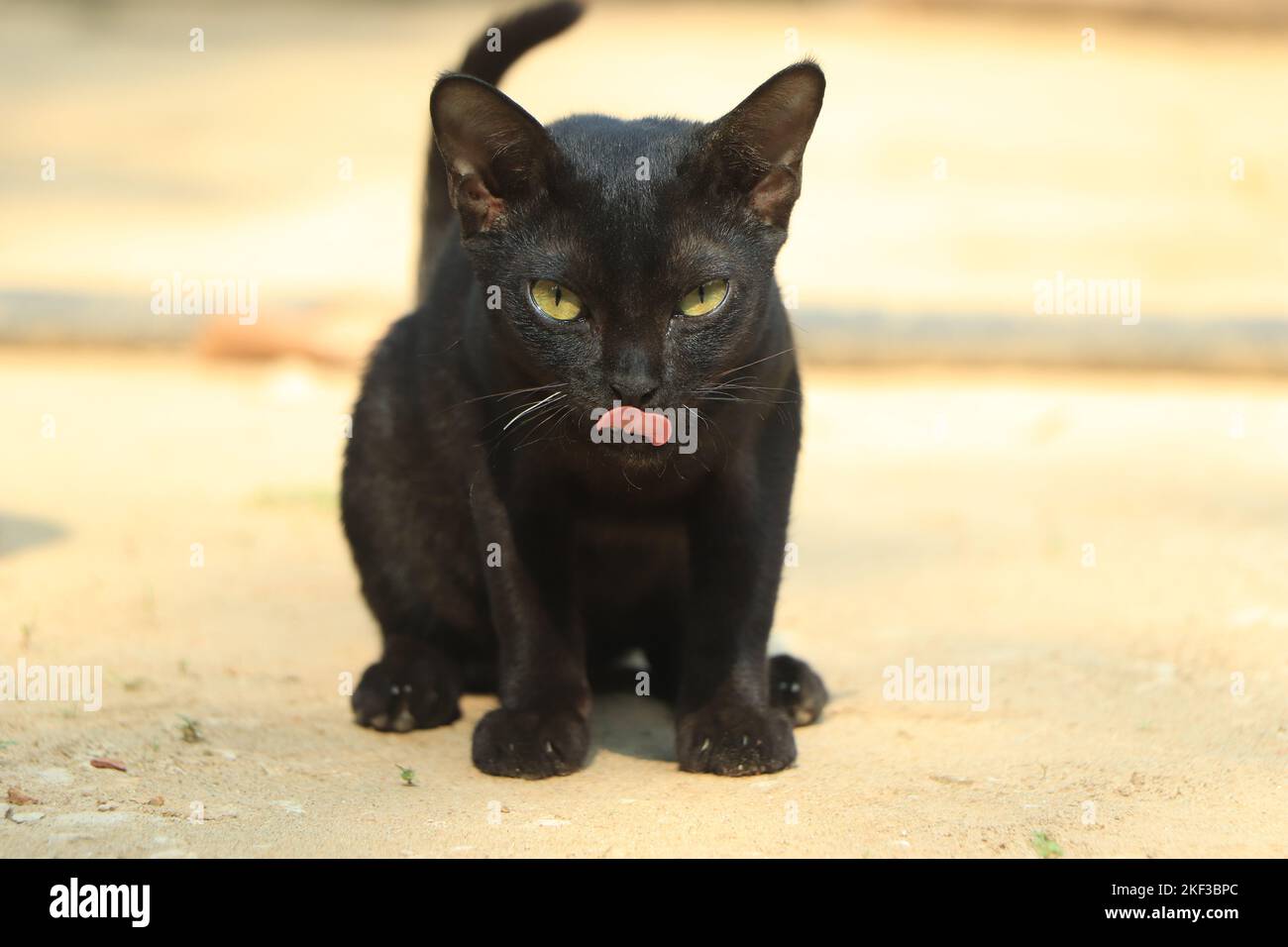 chat noir moments drôles. animaux de compagnie drôles Banque D'Images