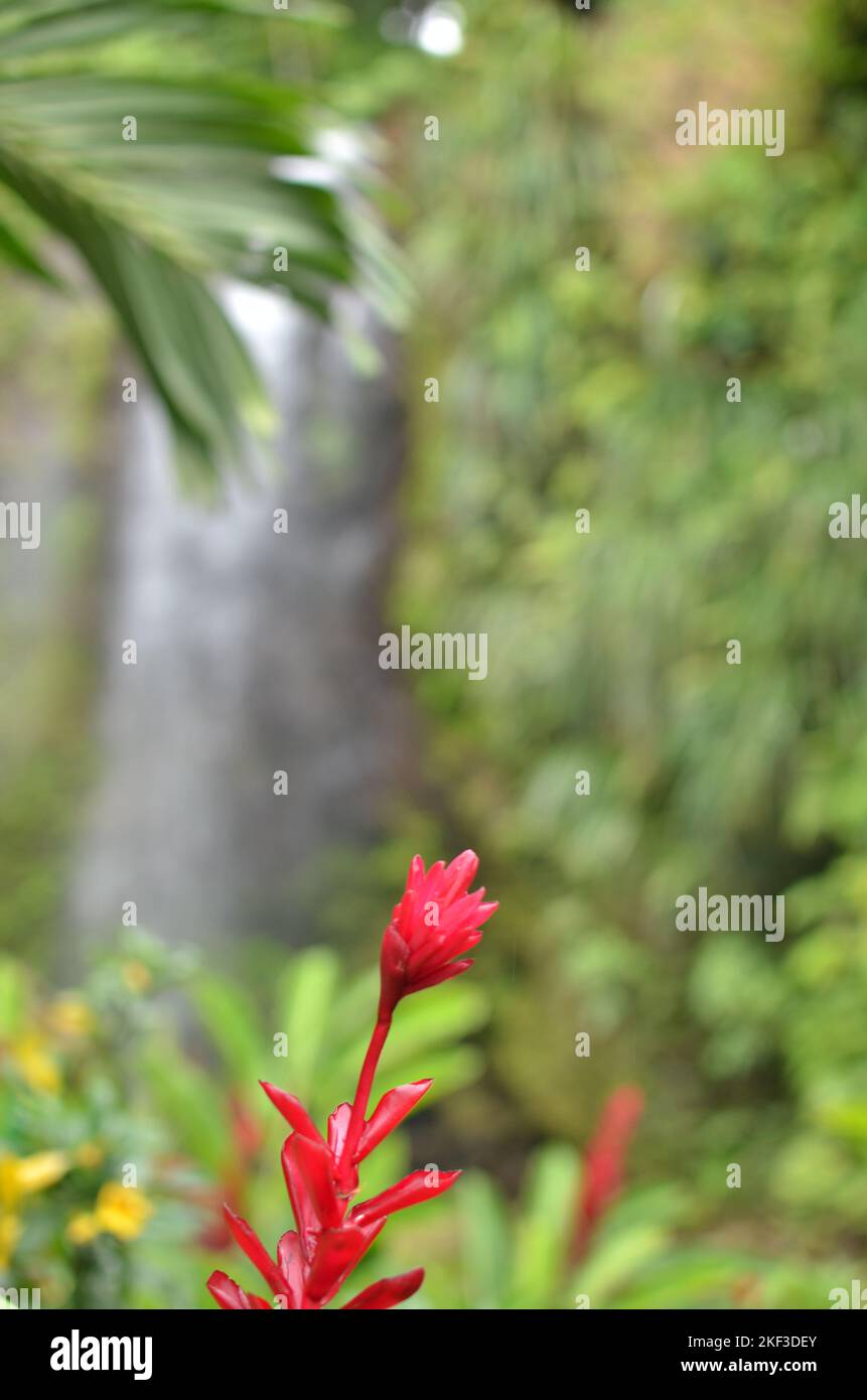Cascade tropicale caribéen avec fleurs arrière-plan forêt tropicale Banque D'Images