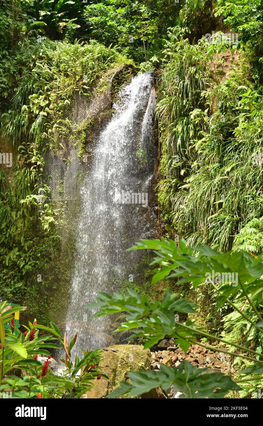 Cascade tropicale caribéen avec fleurs arrière-plan forêt tropicale Banque D'Images