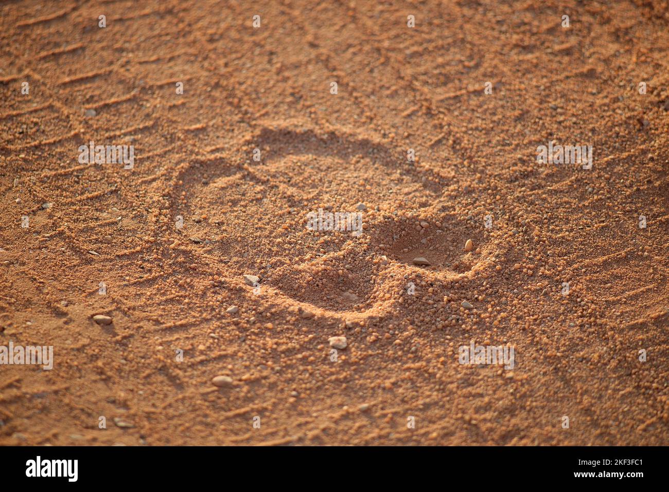 Un imprimé de chameau dans le sable. Banque D'Images