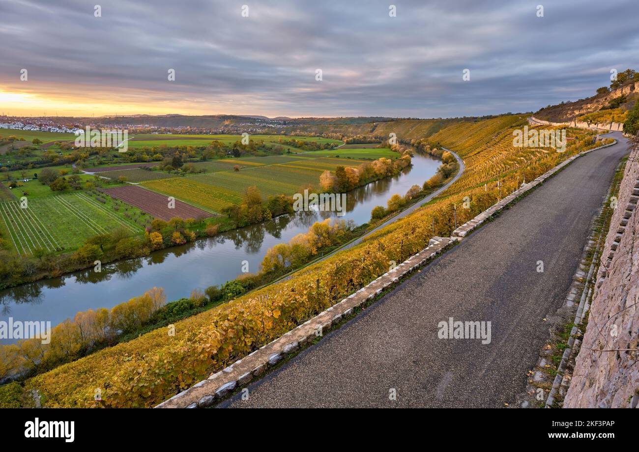 Automne dans les pentes abruptes des vignobles de la vallée du Neckar près de Hessigheim, Baden.Wuerttemberg, Allemagne Banque D'Images