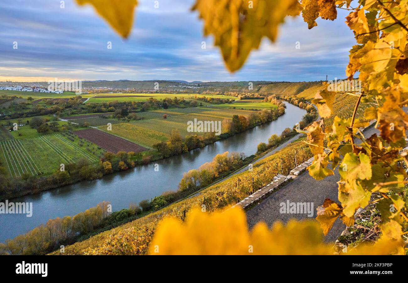 Automne dans les pentes abruptes des vignobles de la vallée du Neckar près de Hessigheim, Baden.Wuerttemberg, Allemagne Banque D'Images