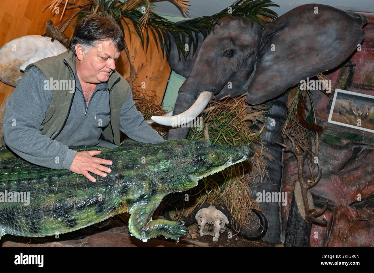 16 novembre 2022, Brandebourg, Trebus: Thomas Winkler, taxidermiste, récupère une réplique d'un crocodile du Nil dans son exposition Afrique. Le taxidermiste utilise sa propre réplique d'un crocodile du Nil pour en faire d'autres copies. Il lui a fallu deux jours pour jeter le reptile de 3,30 mètres de long. Thomas Winkler possède une exposition africaine privée avec plus de 100 animaux différents, dont certains sont des répliques et d'autres sont des animaux préparés originaux. Winkler préserve à peu près tout : des souris aux éléphants. L'éléphant est de taille réelle comme réplique dans le jardin du taxidermiste. Photo: PA Banque D'Images