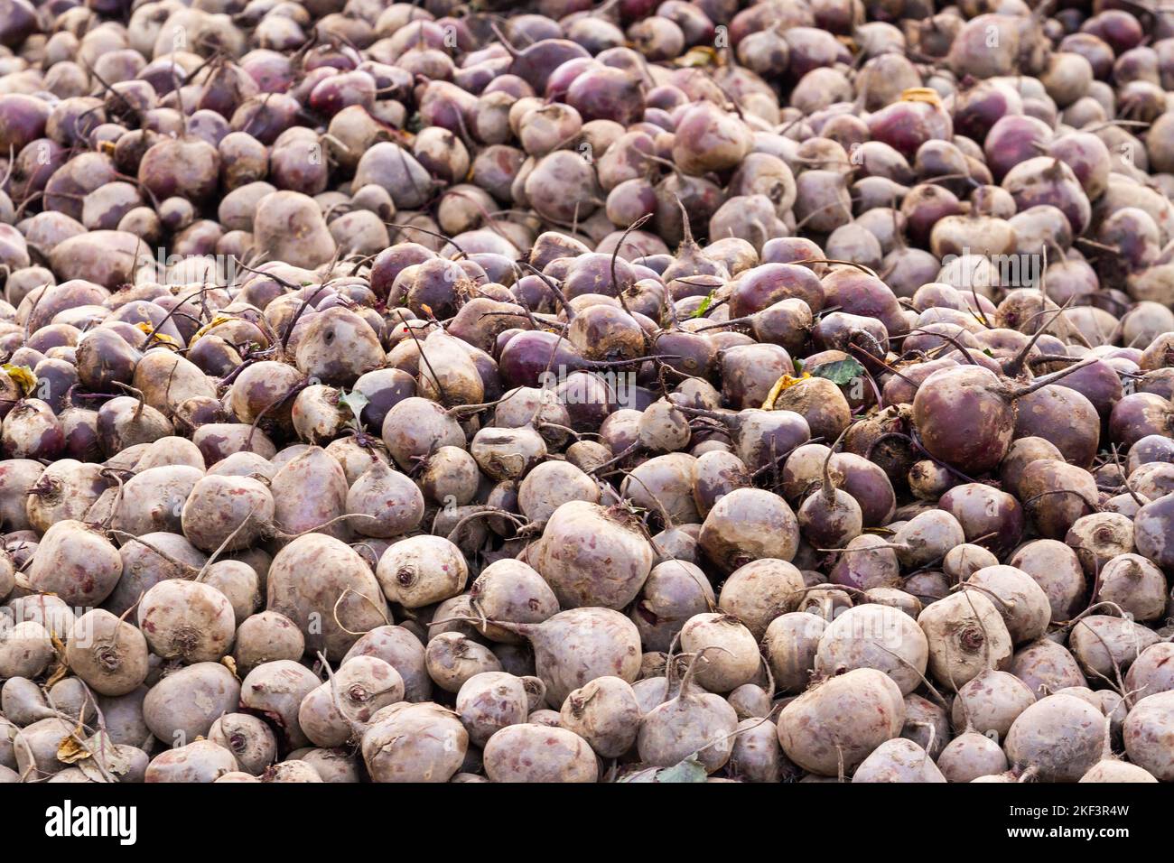Betteraves fraîches biologiques sur le marché des agriculteurs. Banque D'Images
