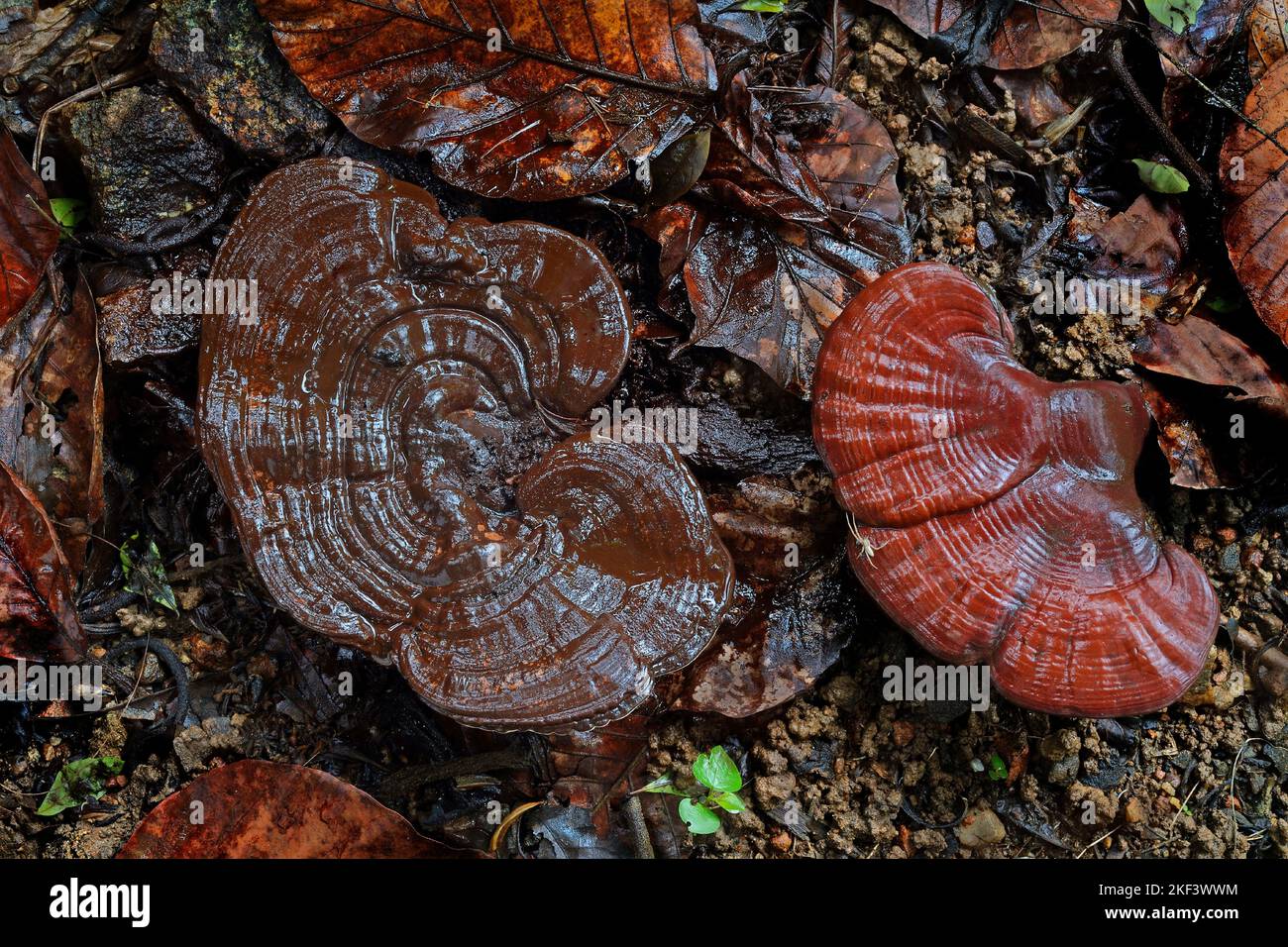 Fructification de champignons Ganoderma, Ganoderma lucidum, champignons polypores, famille des Ganodermaceae, Thiruvananthapuram, Kerala, Inde Banque D'Images