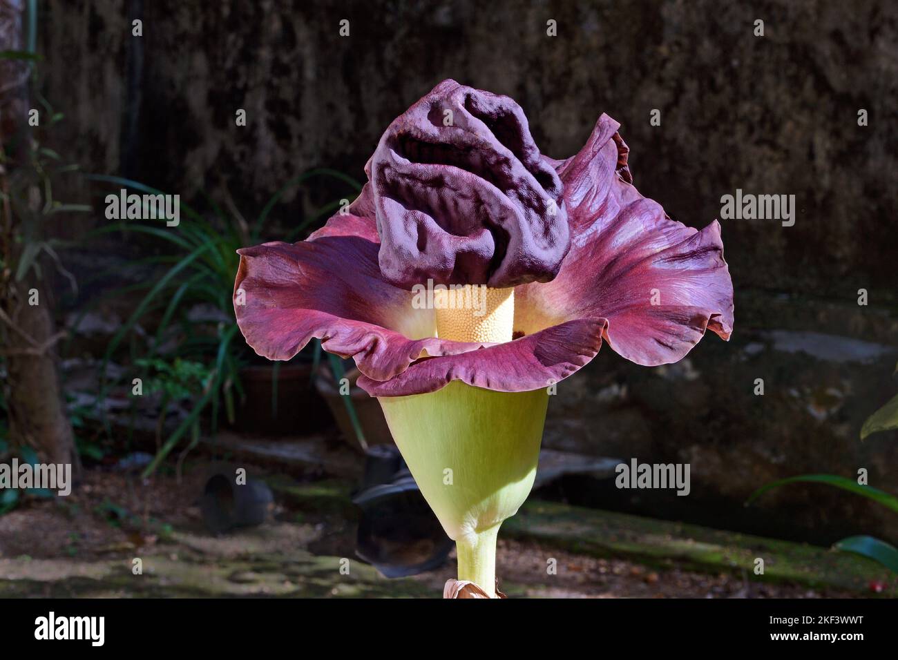 Fleur géante de l'igname de pied d'éléphant, arum géant de la marmite blanche, Amorphophallus paeoniifolius, Thiruvananthapuram, Kerala, Inde Banque D'Images