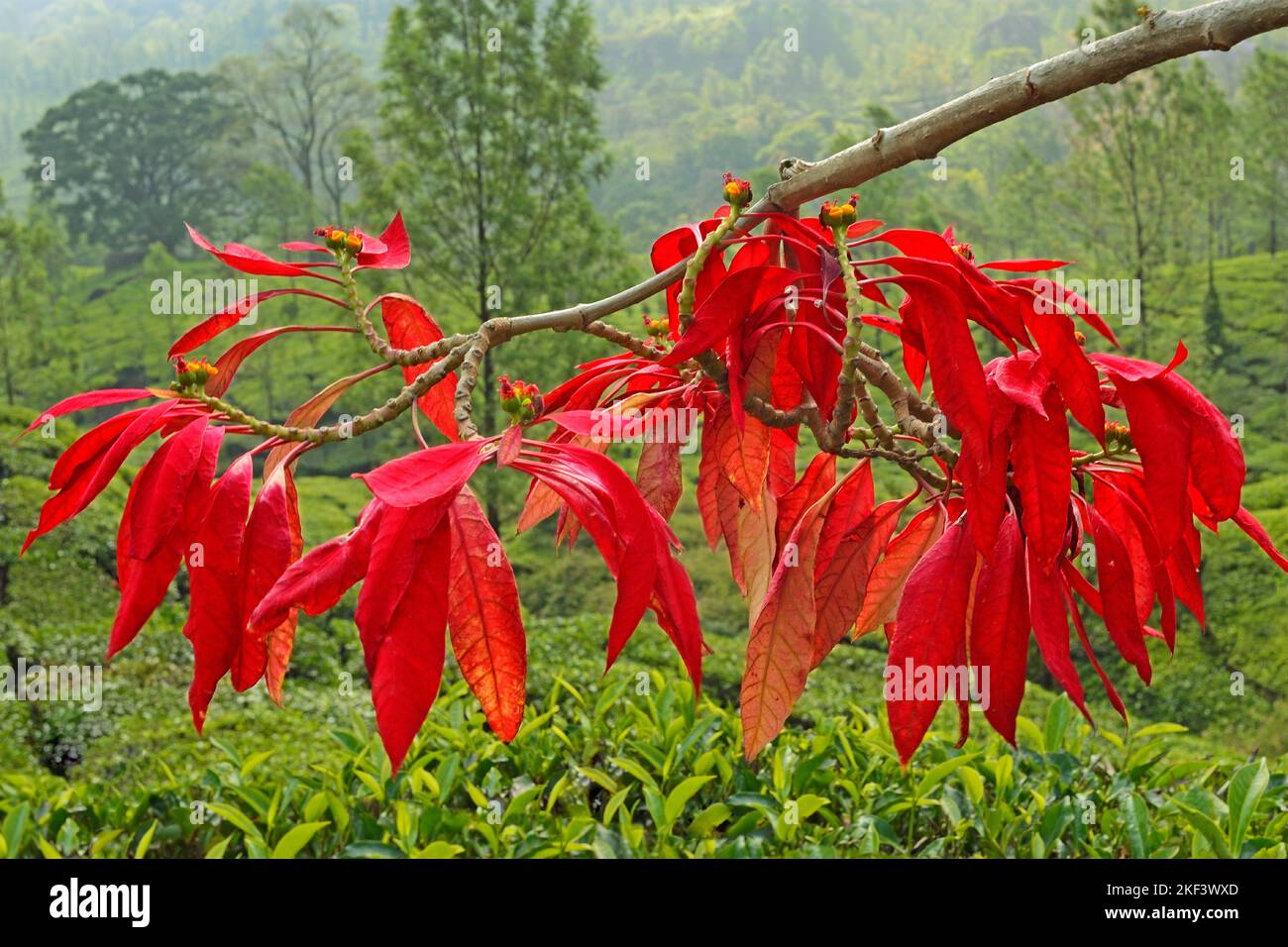 Poinsettia plante, fleur de Noël, Euphorbia pulcherrima, Munnar, Kerala, Inde Banque D'Images