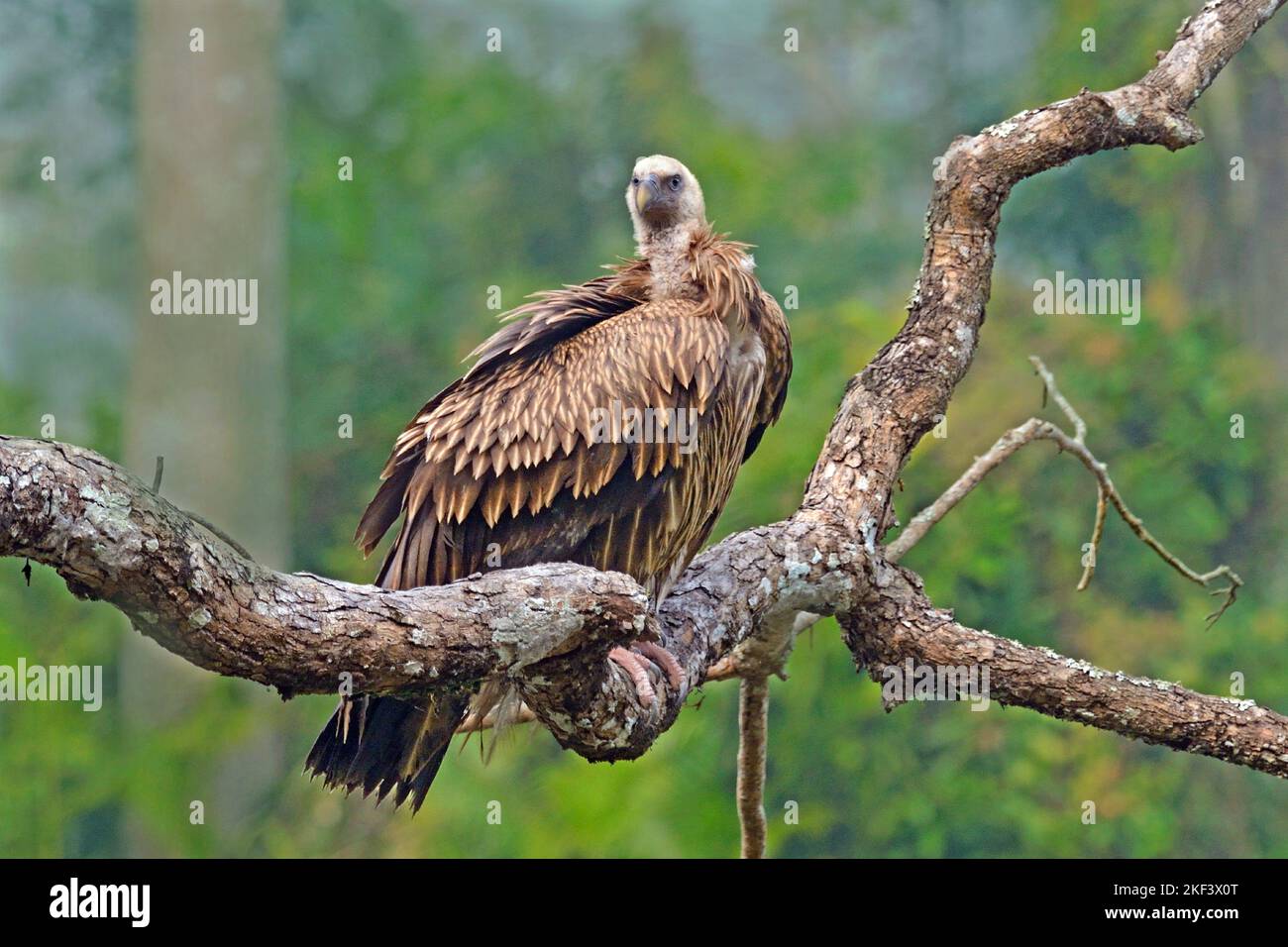 Vautour de griffon himalayan, Gyps himalayensis, perchée sur le tronc des arbres, parc national de Kaziranga, Assam, Inde Banque D'Images