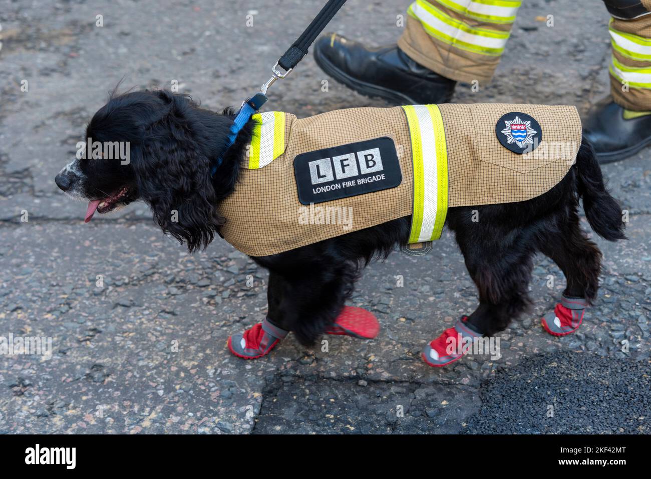 La brigade de pompiers de Londres au défilé du Lord Mayor's Show à la City de Londres, Royaume-Uni. Chien d'investigation d'incendie portant des bottes de protection Banque D'Images