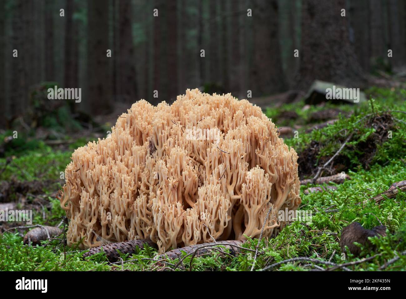 Champignon non comestible Ramaria largentii dans la forêt humide d'épinette. Champignons de corail poussant dans la mousse. Banque D'Images