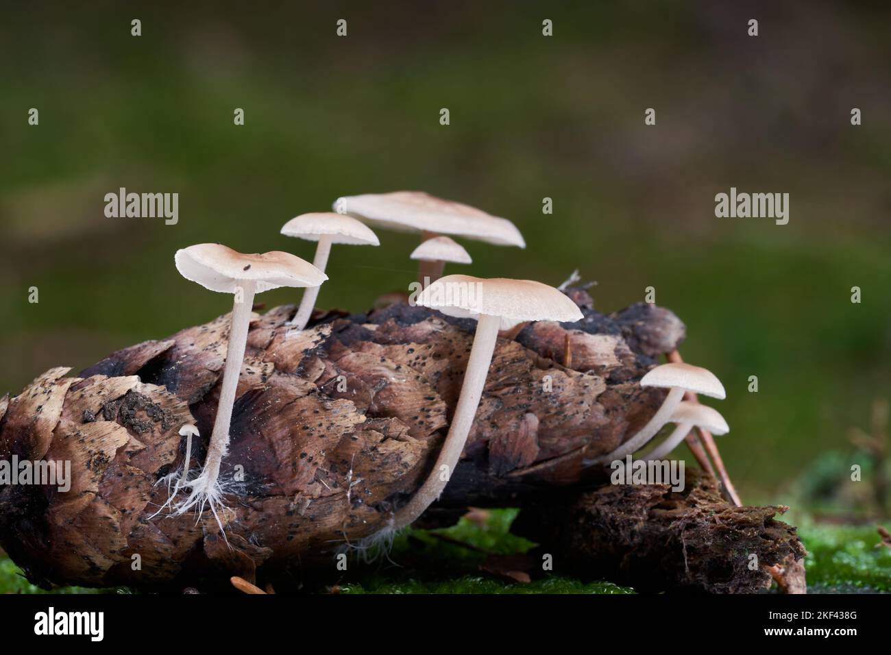 Champignon non comestible Baeospora myosura dans la forêt d'épinette. Connu sous le nom de Conifercone Cap. Groupe de champignons sauvages poussant sur le cône d'épinette. Mise au point sélective. Banque D'Images