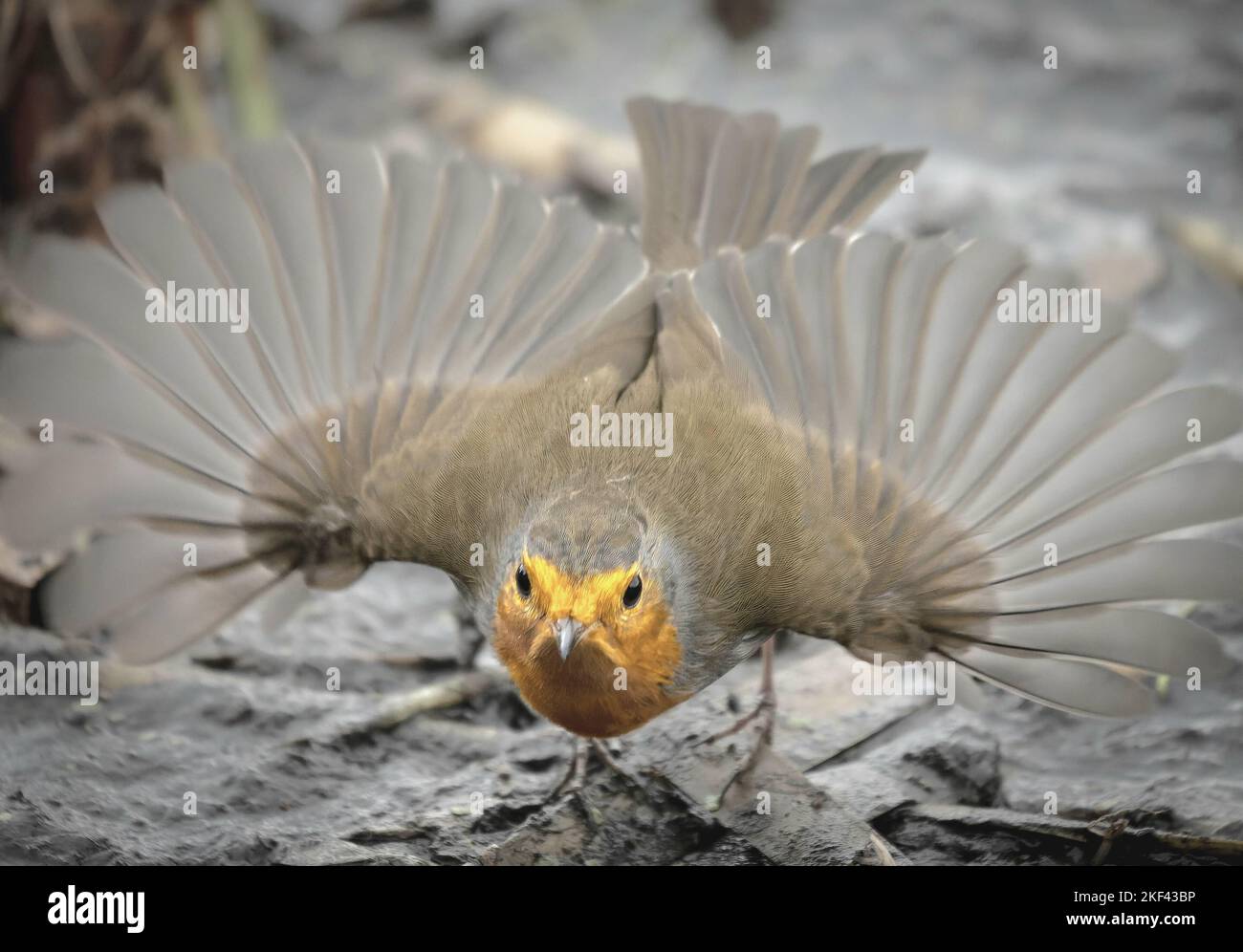 Robin étend ses ailes. Shropshire, UK: CETTE PAIRE de chaffinches féisty ressemble à s'accroupir sur une perchaude en bois. Dans l'une des photos Banque D'Images