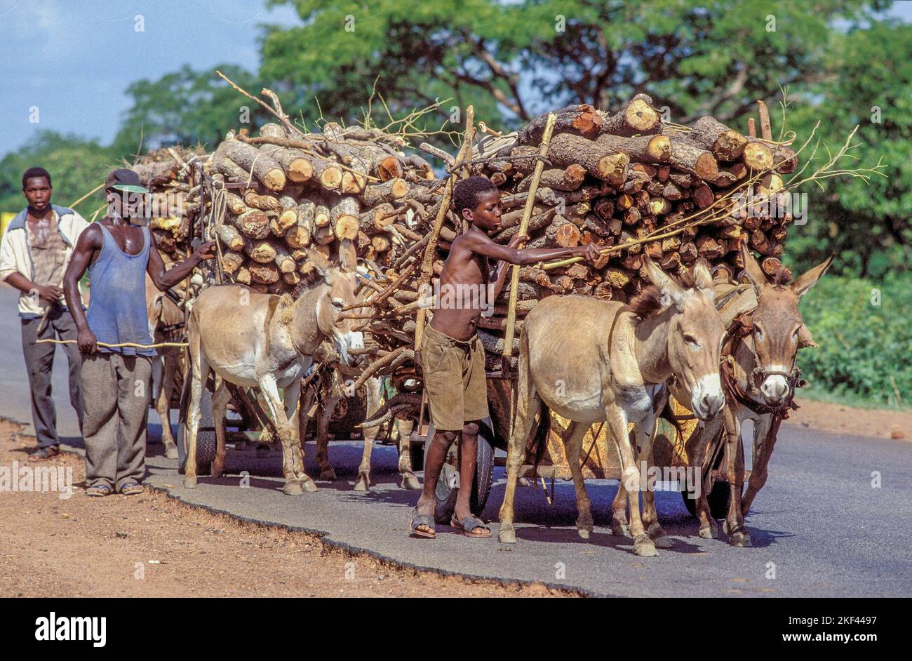 Transport de l'homme de bois de chauffage sur des ânes, au Burkina Faso  Photo Stock - Alamy