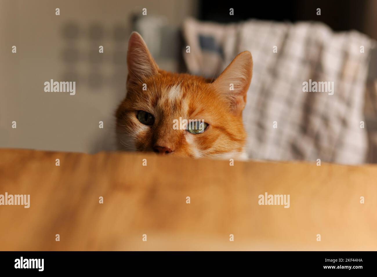 Chat tabby orange et blanc avec des yeux verts piquant à la table de cuisine vide Banque D'Images