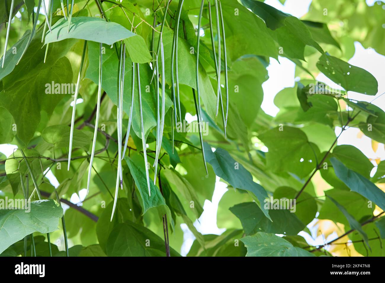 Catalpa bignonioides ou catalpa, arbre à cigares et haricot-indien, couramment utilisé comme arbre de jardin et de rue. Branches avec feuillage en gros plan Banque D'Images