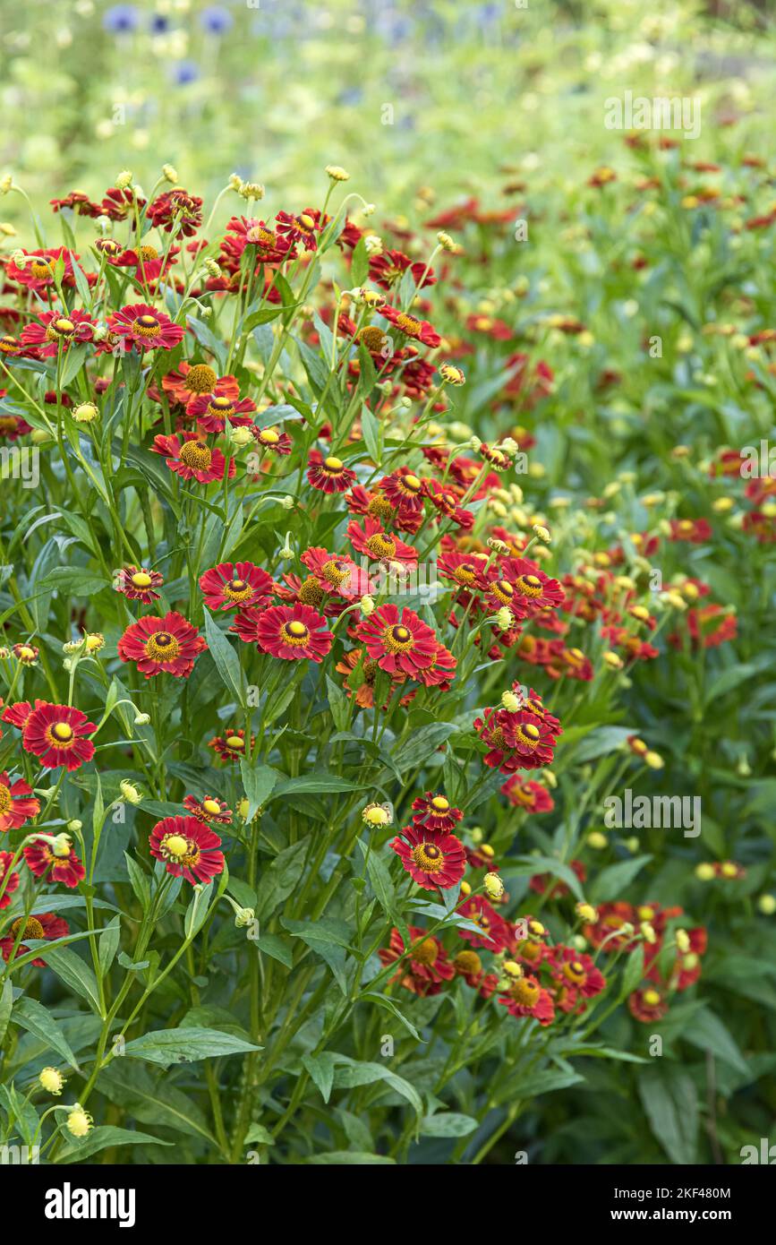 Sonnenbraut (Helenium 'Rubinzwerg') Banque D'Images