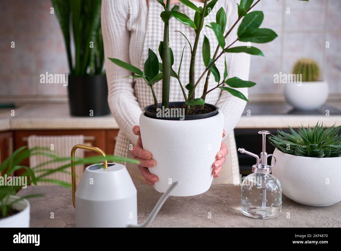 Femme tenant une usine de maison de Patted Zamioculcas à la maison Banque D'Images