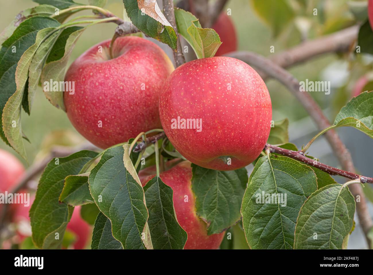 Piniva Apfel pinova Banque de photographies et d’images à haute résolution - Alamy
