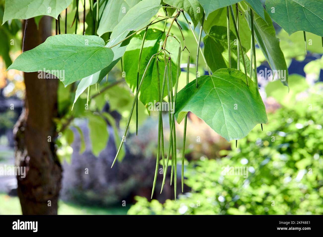 Catalpa bignonioides ou catalpa, arbre à cigares et haricot-indien, couramment utilisé comme arbre de jardin et de rue. Branches avec feuillage en gros plan Banque D'Images