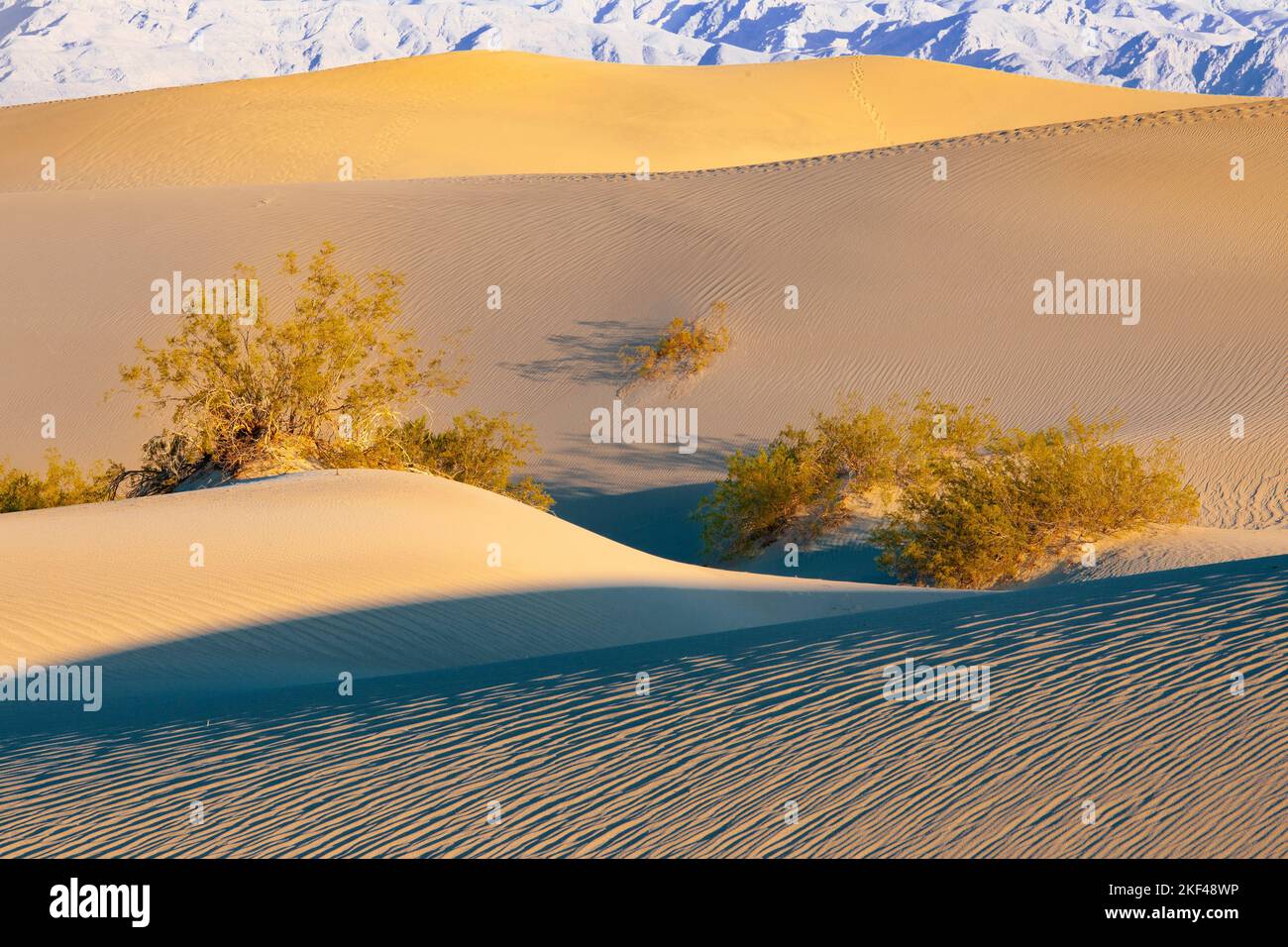 Morgenlicht an den Mesquite Sand Dunes Sanddünen, Death Valley Nationalpark, Kalifornien, Etats-Unis, Nordamerika Banque D'Images