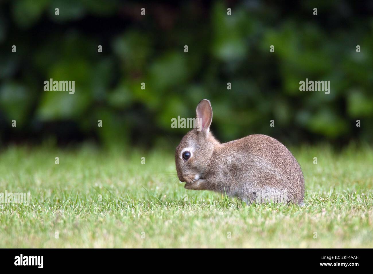 Junges Wildkaninchen (Oryctolagus cuniculus) Banque D'Images