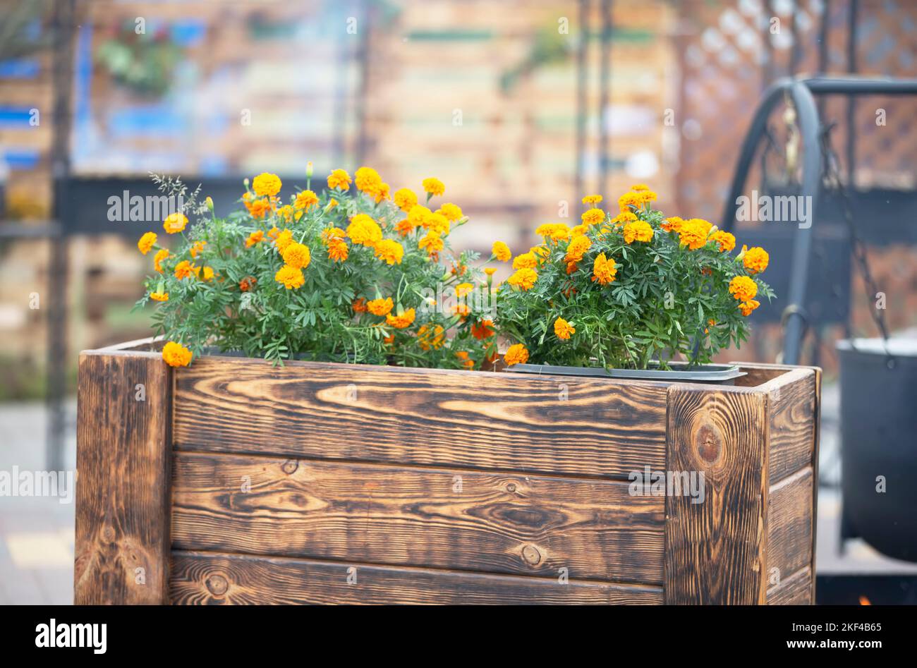 Marigolds orange dans des caisses en bois. Fleurs de ville. Banque D'Images
