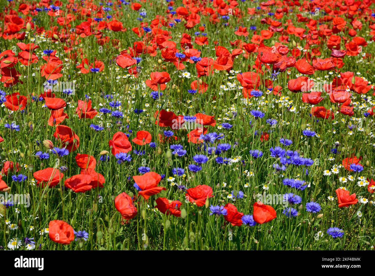 Europa, Deutschland, Mecklenburg-Vorpommern, Mohnfeld BEI Göhren-Lebbin, Mohn, Kornblamen, Blumenfeld, Mohnblamen und Kornblamen, Banque D'Images