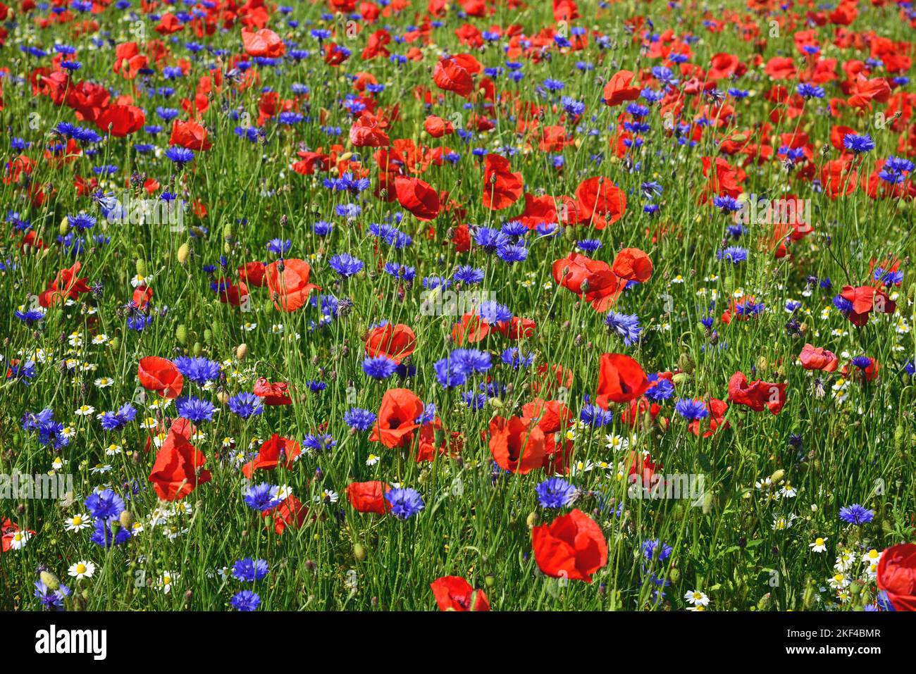 Europa, Deutschland, Mecklenburg-Vorpommern, Mohnfeld BEI Göhren-Lebbin, Mohn, Kornblamen, Blumenfeld, Mohnblamen und Kornblamen, Banque D'Images