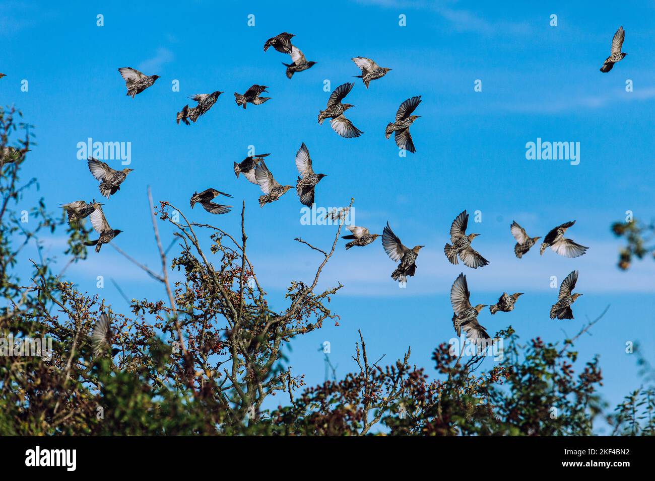 Troupeau d'oiseaux volant hors des arbustes Banque D'Images