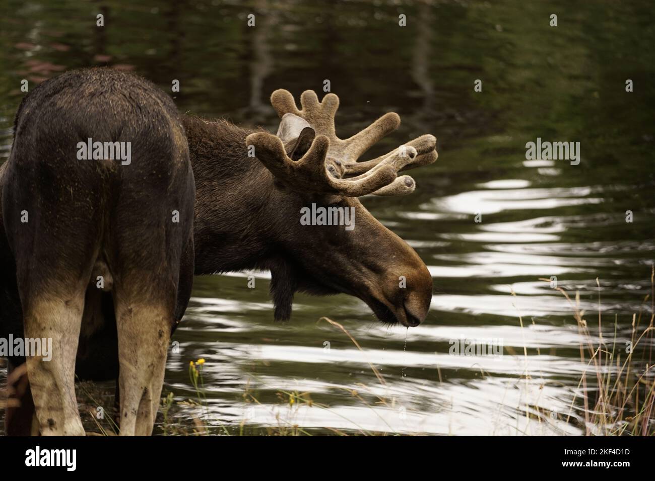 Une belle photo d'un gros orignal brun barboter dans un étang d'un parc Banque D'Images