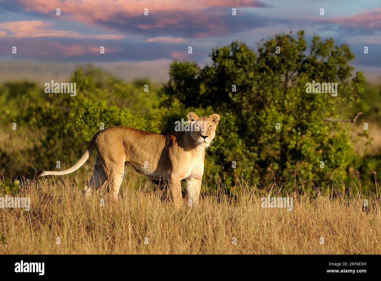 Löwe (Panthera leo), Weibchen, hält Ausschau im Morgenlicht, Réserve nationale de Masai Mara, Kenia, Ostafrika, Afrika Banque D'Images