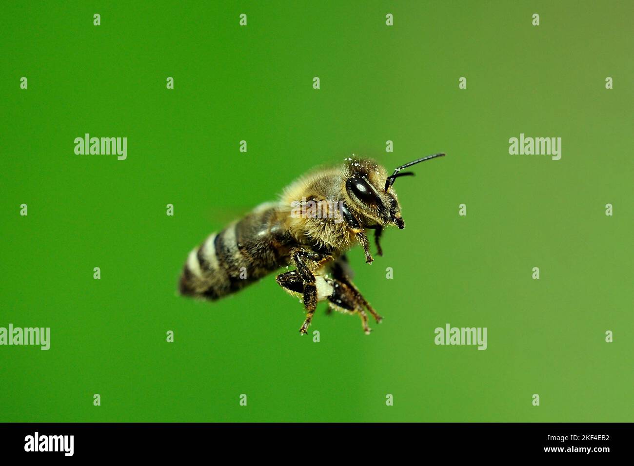 Fliegende Honigbiene, (API mellifera), Biene, Insekt, Flugaufnahme, Seitlich, Freisteller, Banque D'Images
