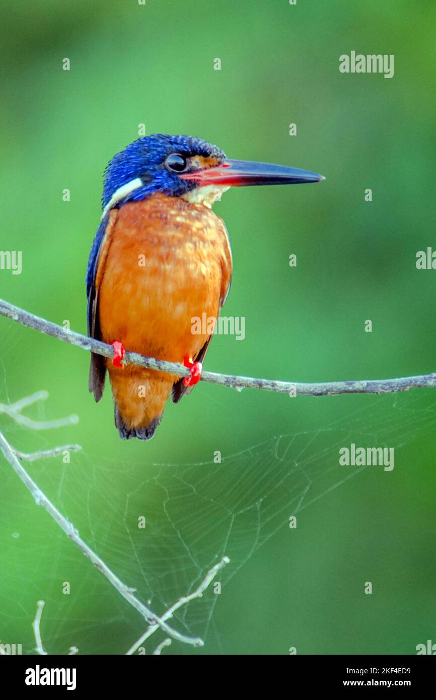 Eisvogel, Menintingeisvogel, rivière Kinabatangan, Sabah, Bornéo, Malaisie, (Alcedo meninting) Banque D'Images