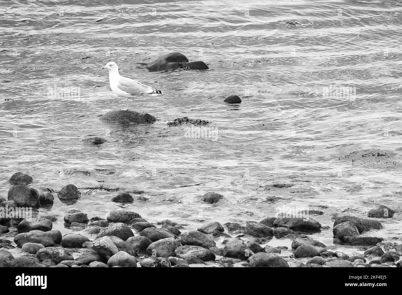 Plage de pierre sur la mer du Danemark, prise en noir et blanc, avec un mouette sur une pierre. Paysage sur l'eau Banque D'Images