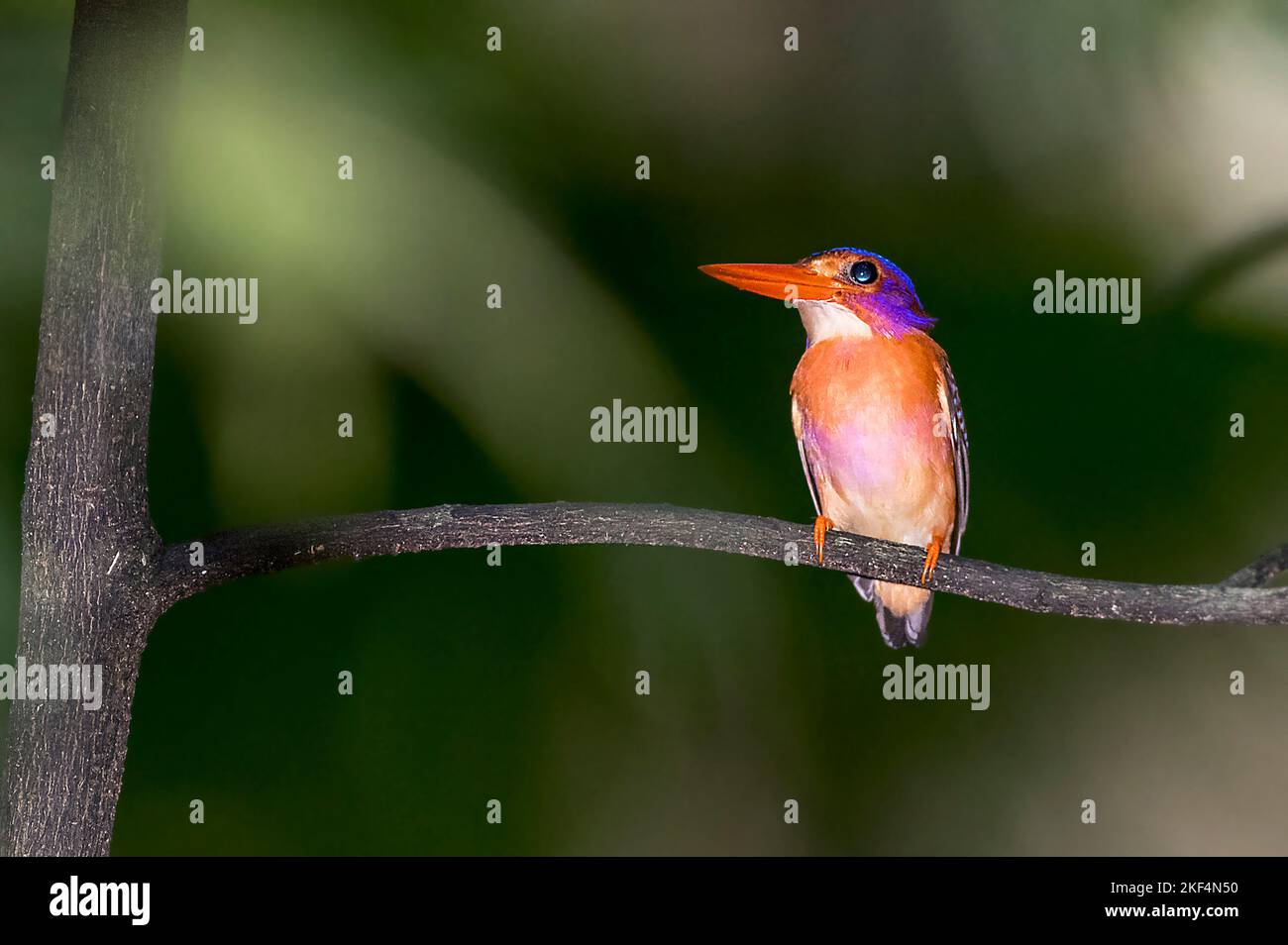 Rostfischer, Sulawesi-Zwergfischer, Sulawesizwergfischer, (Ceyx fallax sangirensis) Eisvogel, Parc national de Tangkoko, Sulawesi, Indonésie, Banque D'Images