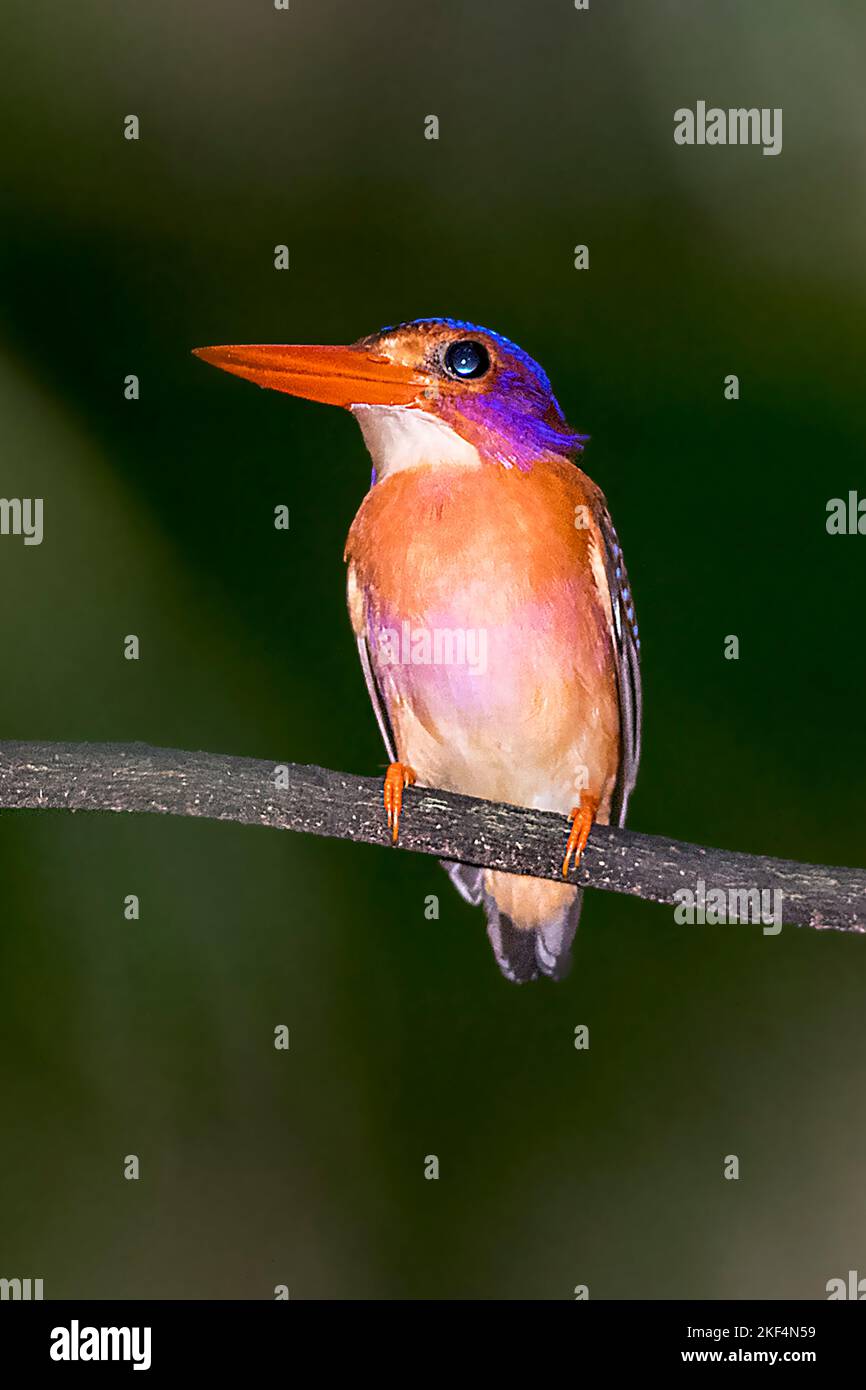 Rostfischer, Sulawesi-Zwergfischer, Sulawesizwergfischer, (Ceyx fallax sangirensis) Eisvogel, Parc national de Tangkoko, Sulawesi, Indonésie, Banque D'Images