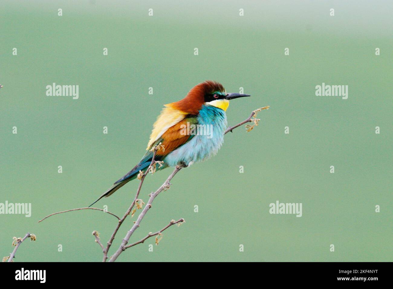 Bienenfreser auf Sitzwarte, European Bee-eater, (Merops apiaster), Banque D'Images