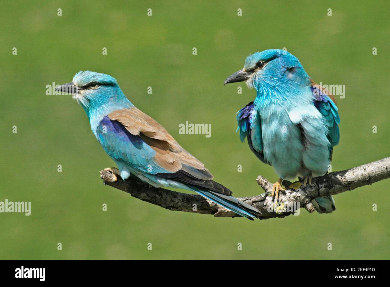 Blauracke, European Roller, (Coracias garrulus), Banque D'Images