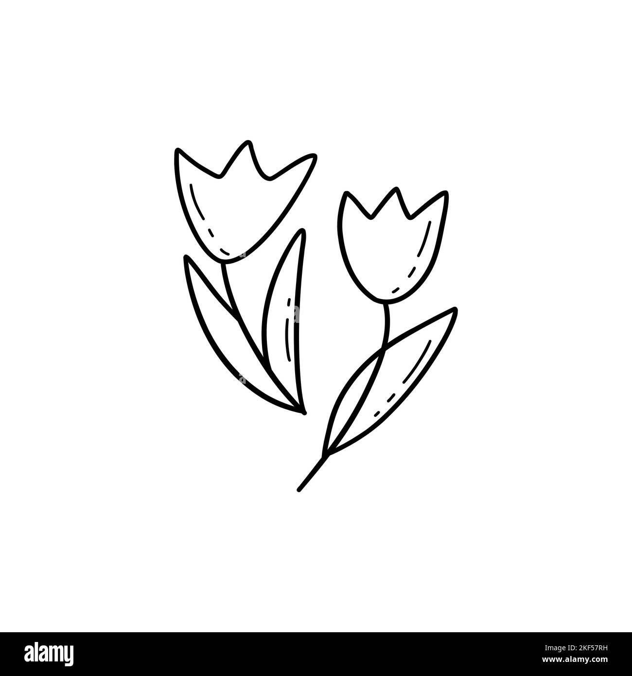 Deux Tulips noir et blanc vecteur illustration isolée dans le style Doodle. Fleurs printanières dessinées à la main, carte-cadeau de vacances ou imprimé. Élément romantique Illustration de Vecteur