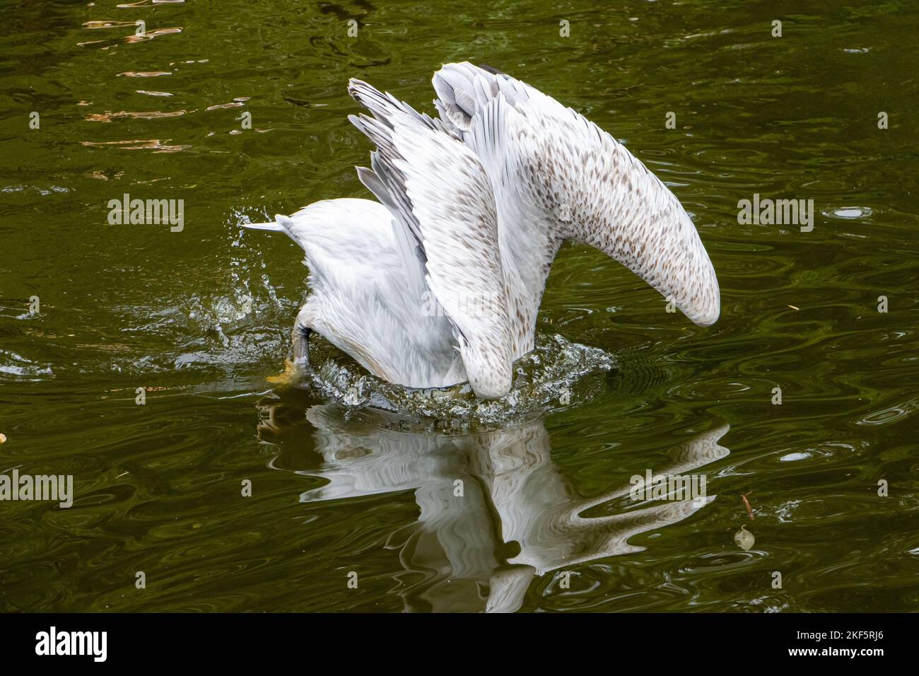 Le grand pélican blanc (Pelecanus onocrotalus) plonge sur l'eau Banque D'Images