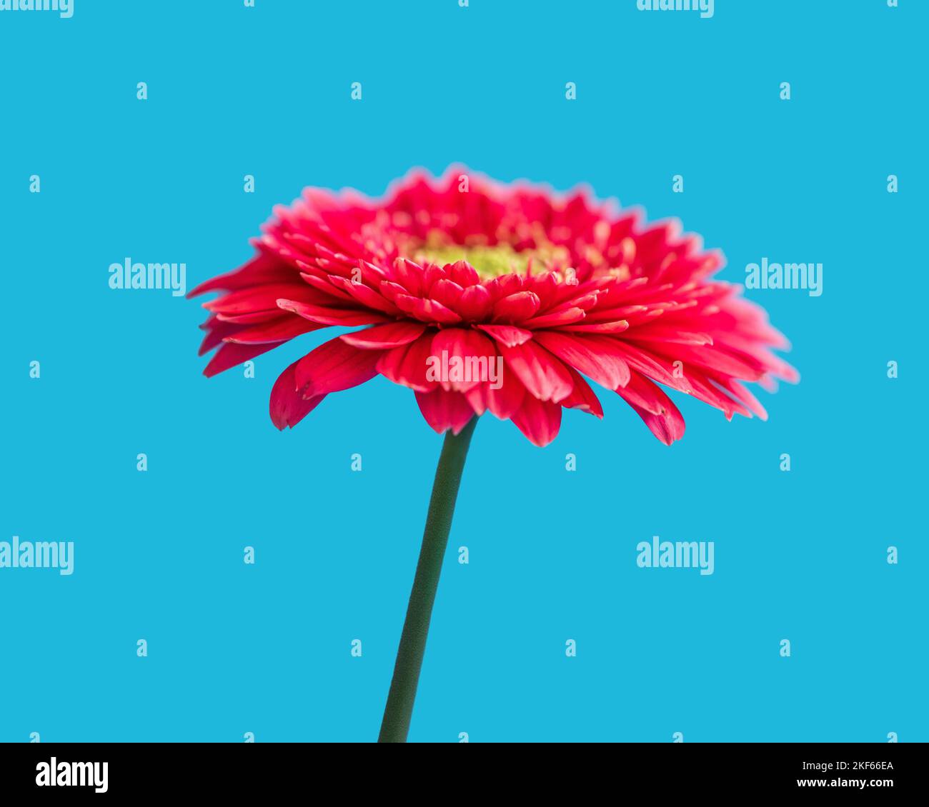 Un Gerbera rouge sur fond bleu. Banque D'Images