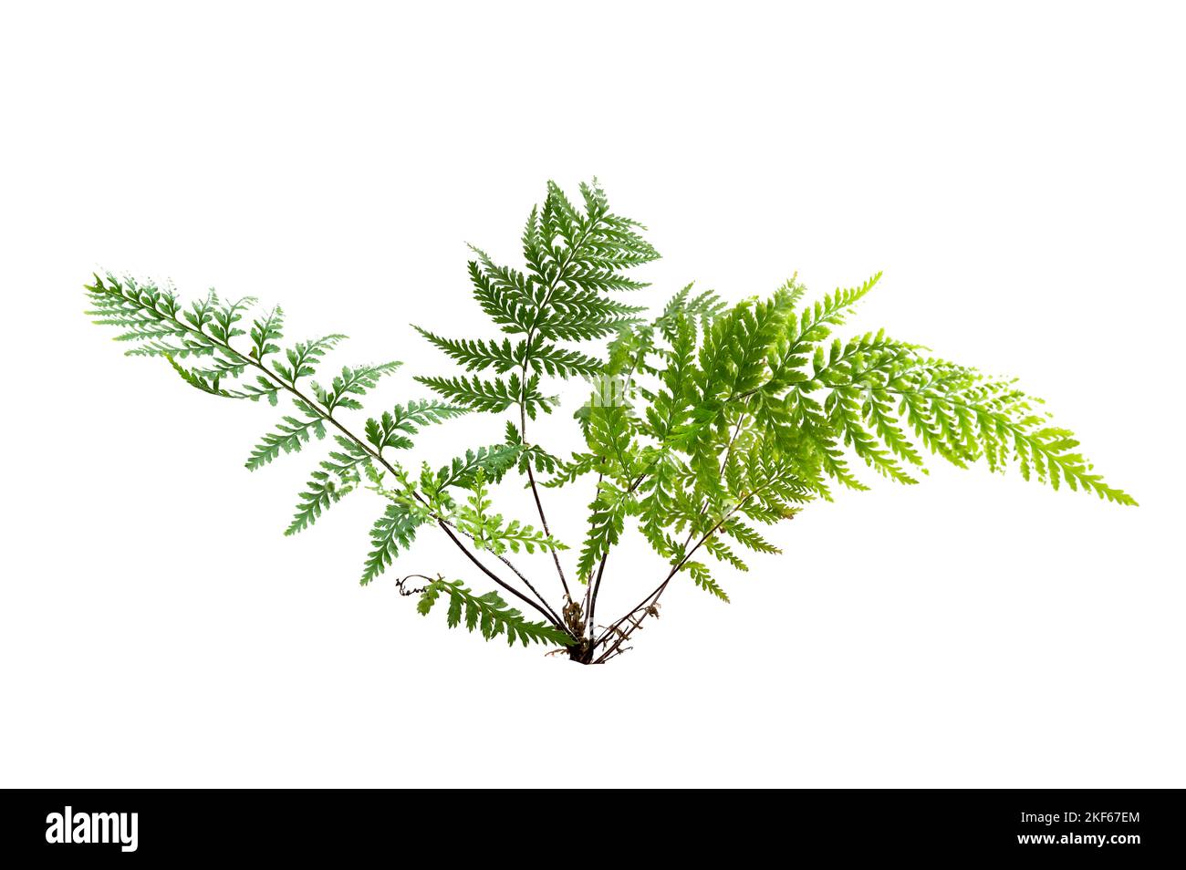 Fern feuilles dans la forêt à feuilles persistantes sur fond blanc. Isoler Banque D'Images